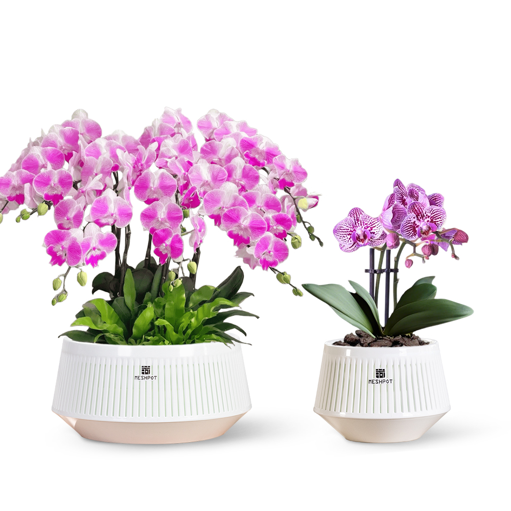 Aloe Vera Pot - Pot à orchidées en maille avec