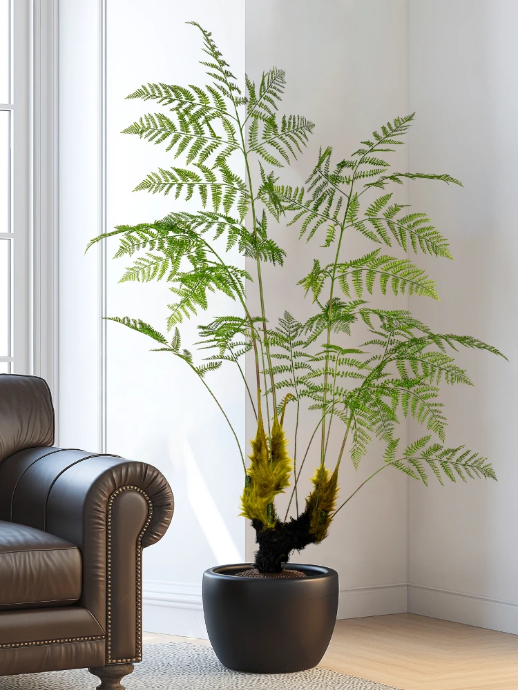 Dracaena Marginata - Fausse Fougère en Forme de Singe