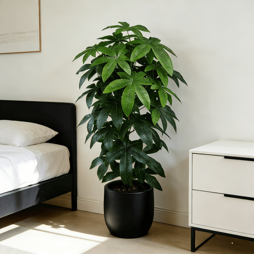 Monstera Adansonii - Un arbre à monnaie artificiel Pachira