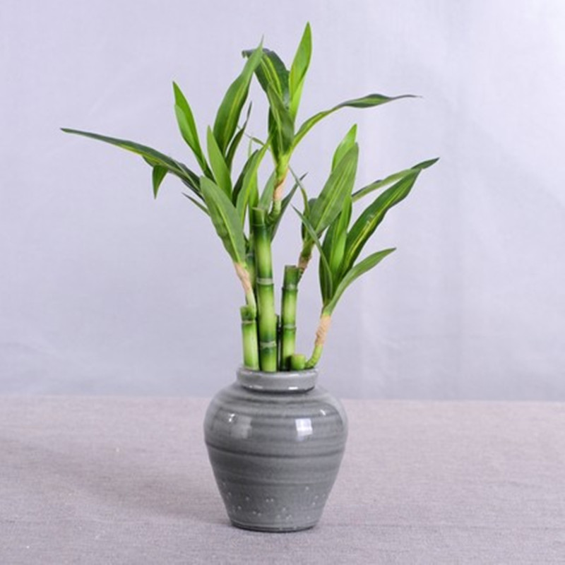 Nouvelle plante artificielle B - Echeveria Succulent avis et prix