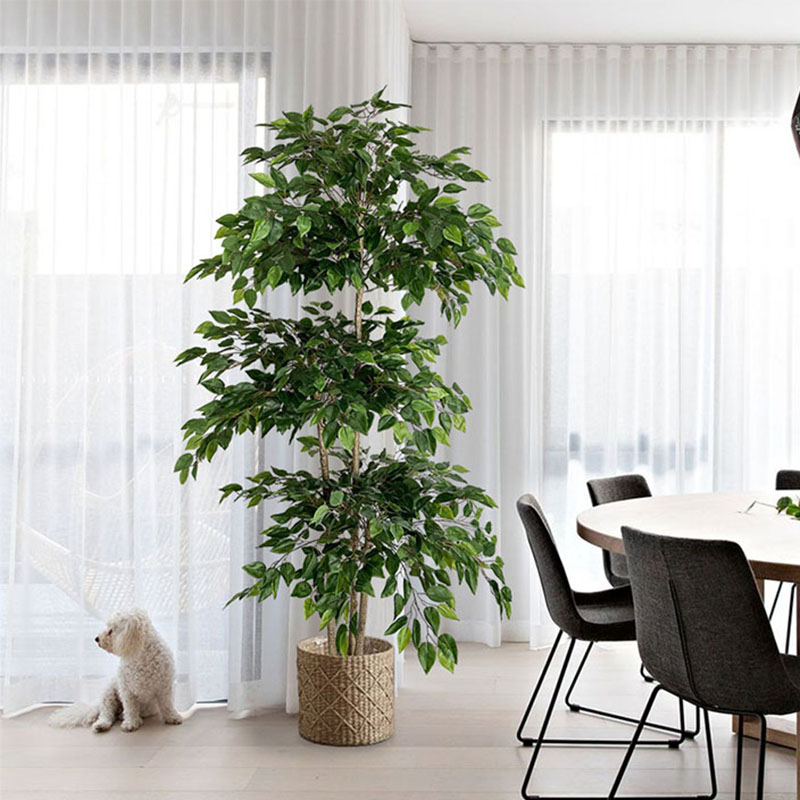 Grand Arbre Artificiel Ficus d - Dracaena Marginata avis et prix