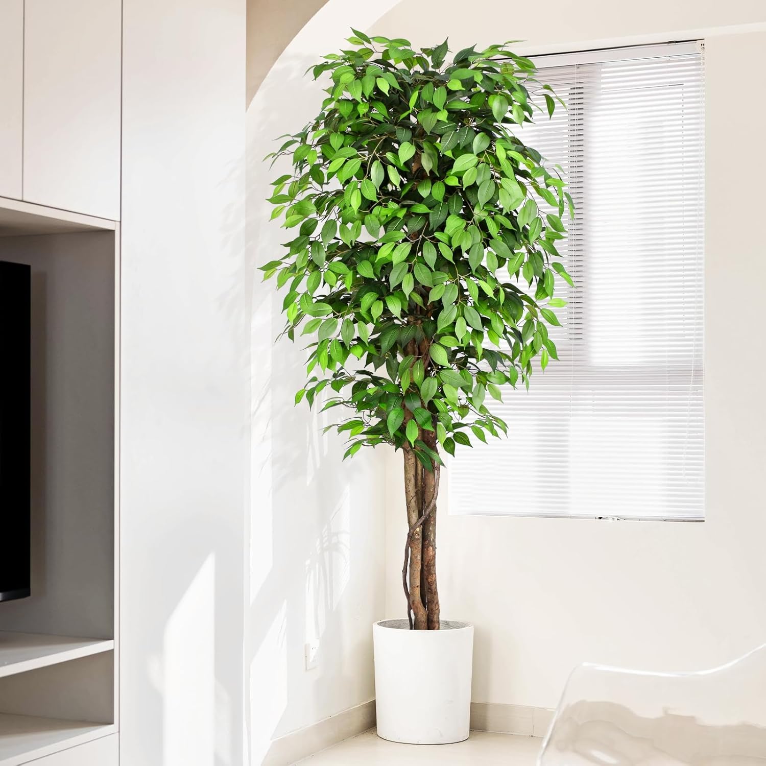 Arbre de ficus artificiel réal - Monstera Adansonii avis et prix