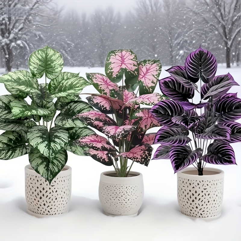 Grand ensemble de plantes vert - Monstera Adansonii avis et prix