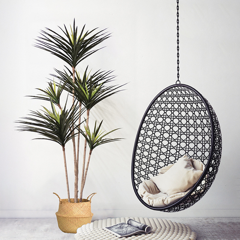Grandes plantes de Dracaena ar - Dracaena Marginata avis et prix