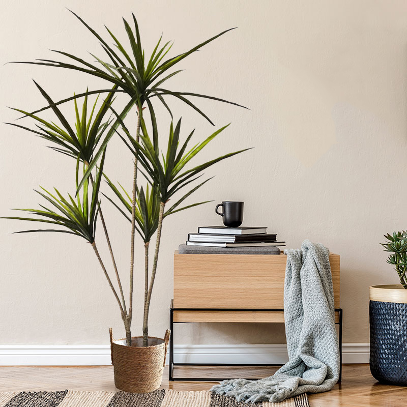 Grandes plantes de Dracaena ar - Dracaena Marginata avis et prix