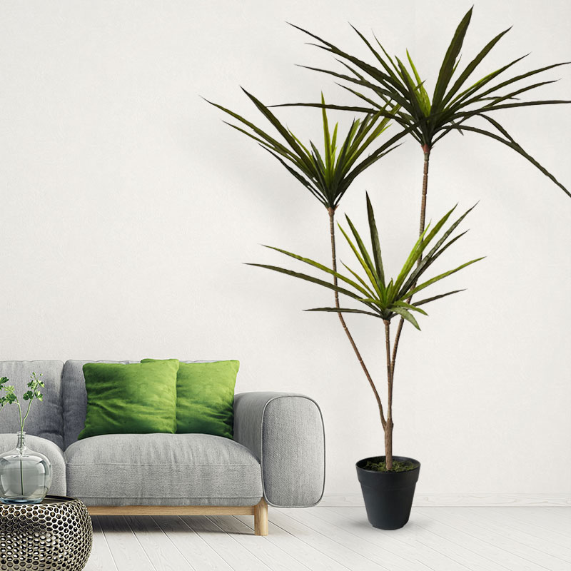 Grandes plantes de Dracaena ar - Dracaena Marginata avis et prix