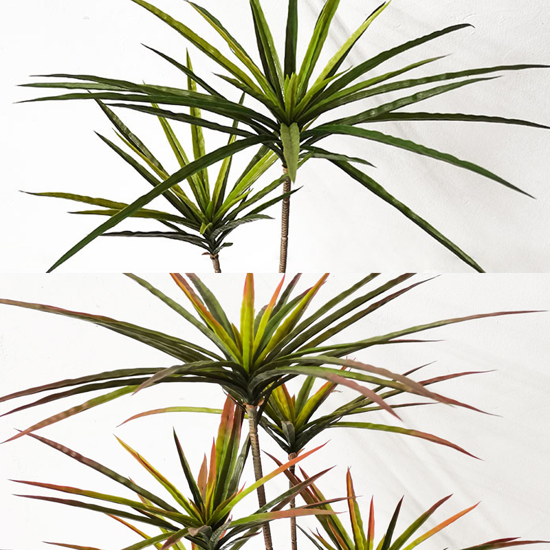 Grandes plantes de Dracaena ar - Dracaena Marginata avis et prix