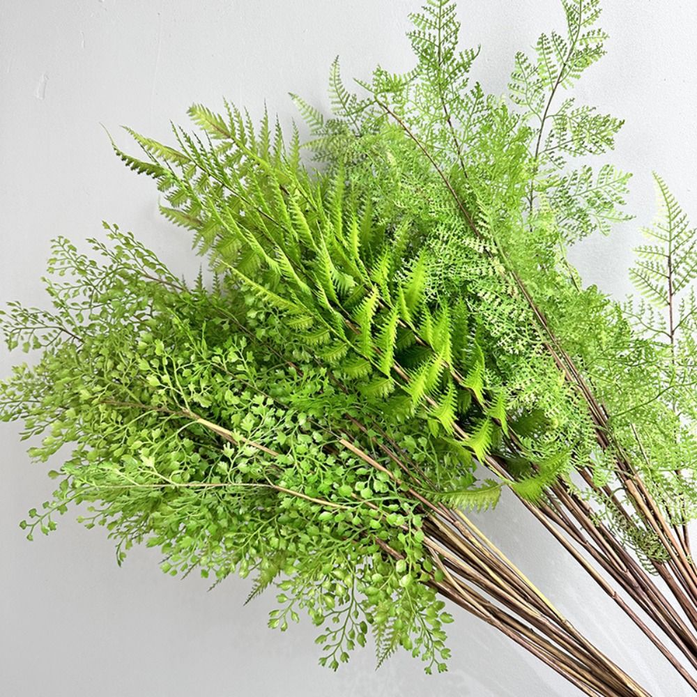 Branches de plantes de fougère - Dracaena Marginata avis et prix