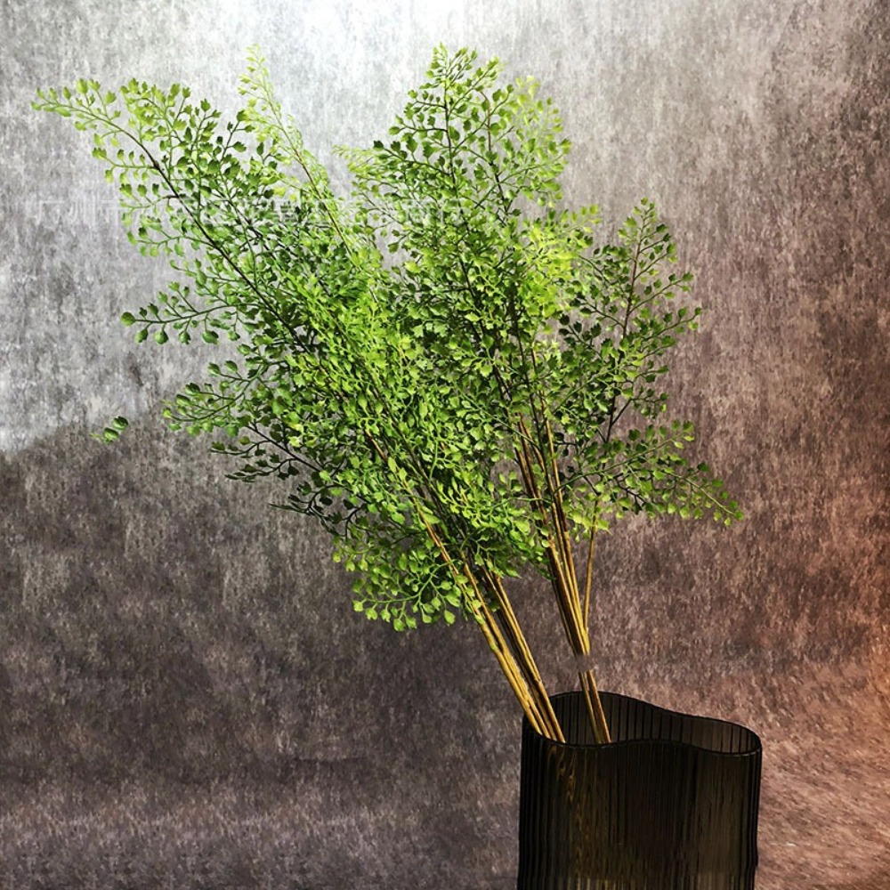 Branches de plantes de fougère - Dracaena Marginata avis et prix