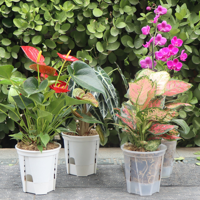 Pot d'orchidée transparent ave - Aloe Vera Pot avis et prix