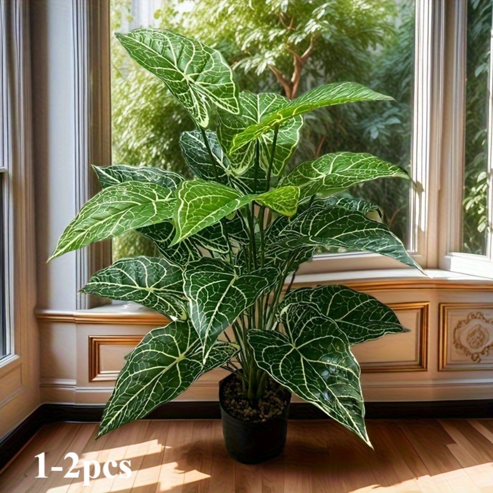 Feuilles de Taro féeriques ver - Monstera Adansonii avis et prix